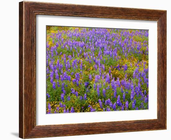 USA, California, Carrizo Plain National Monument, Dense Spring Bloom of Douglas Lupine-John Barger-Framed Photographic Print