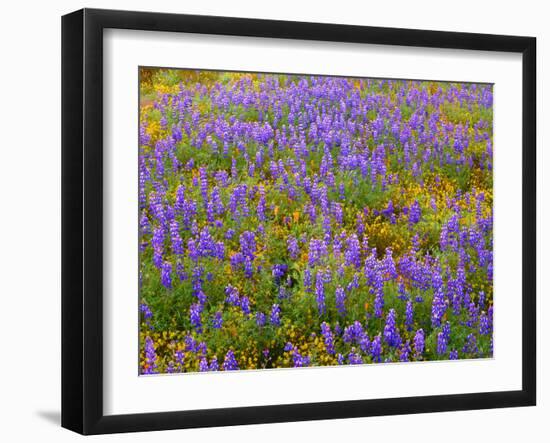 USA, California, Carrizo Plain National Monument, Dense Spring Bloom of Douglas Lupine-John Barger-Framed Photographic Print