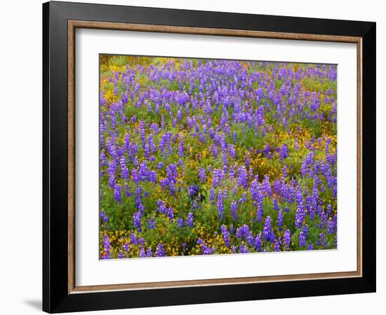 USA, California, Carrizo Plain National Monument, Dense Spring Bloom of Douglas Lupine-John Barger-Framed Photographic Print