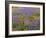 USA, California, Carrizo Plain National Monument, Dense Spring Bloom of Douglas Lupine-John Barger-Framed Photographic Print