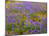 USA, California, Carrizo Plain National Monument, Dense Spring Bloom of Douglas Lupine-John Barger-Mounted Photographic Print