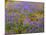 USA, California, Carrizo Plain National Monument, Dense Spring Bloom of Douglas Lupine-John Barger-Mounted Photographic Print