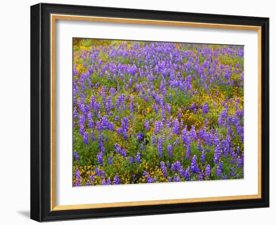 USA, California, Carrizo Plain National Monument, Dense Spring Bloom of Douglas Lupine-John Barger-Framed Photographic Print