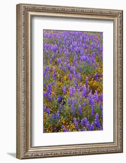 USA, California, Carrizo Plain National Monument, Dense Spring Bloom of Douglas Lupine-John Barger-Framed Photographic Print