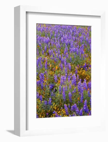 USA, California, Carrizo Plain National Monument, Dense Spring Bloom of Douglas Lupine-John Barger-Framed Photographic Print