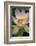 USA, California, Central Coast, Santa Barbara, Lotus Bloom-Alison Jones-Framed Photographic Print