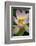 USA, California, Central Coast, Santa Barbara, Lotus Bloom-Alison Jones-Framed Photographic Print