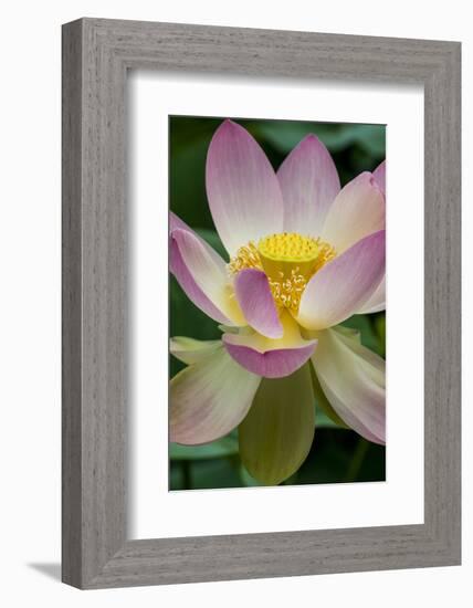 USA, California, Central Coast, Santa Barbara, Lotus Bloom-Alison Jones-Framed Photographic Print