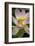 USA, California, Central Coast, Santa Barbara, Lotus Bloom-Alison Jones-Framed Photographic Print