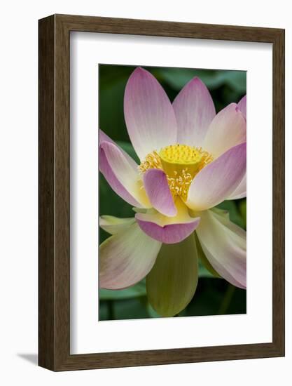 USA, California, Central Coast, Santa Barbara, Lotus Bloom-Alison Jones-Framed Photographic Print