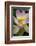 USA, California, Central Coast, Santa Barbara, Lotus Bloom-Alison Jones-Framed Photographic Print