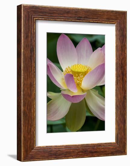 USA, California, Central Coast, Santa Barbara, Lotus Bloom-Alison Jones-Framed Photographic Print