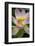 USA, California, Central Coast, Santa Barbara, Lotus Bloom-Alison Jones-Framed Photographic Print