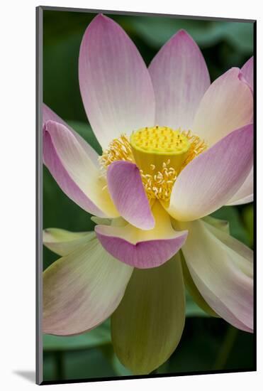 USA, California, Central Coast, Santa Barbara, Lotus Bloom-Alison Jones-Mounted Photographic Print