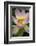 USA, California, Central Coast, Santa Barbara, Lotus Bloom-Alison Jones-Framed Photographic Print