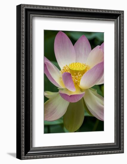 USA, California, Central Coast, Santa Barbara, Lotus Bloom-Alison Jones-Framed Photographic Print