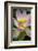 USA, California, Central Coast, Santa Barbara, Lotus Bloom-Alison Jones-Framed Photographic Print