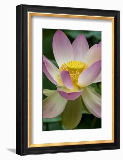 USA, California, Central Coast, Santa Barbara, Lotus Bloom-Alison Jones-Framed Photographic Print