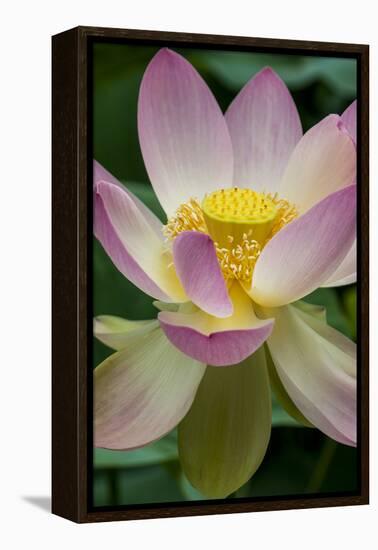 USA, California, Central Coast, Santa Barbara, Lotus Bloom-Alison Jones-Framed Premier Image Canvas