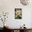 USA, California, Central Coast, Santa Barbara, Lotus Bloom-Alison Jones-Photographic Print displayed on a wall