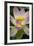 USA, California, Central Coast, Santa Barbara, Lotus Bloom-Alison Jones-Framed Photographic Print