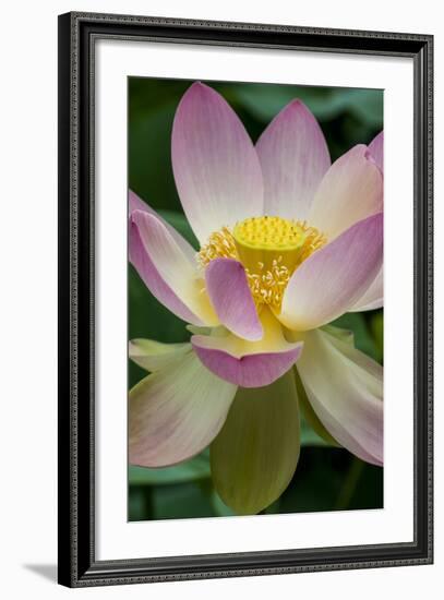 USA, California, Central Coast, Santa Barbara, Lotus Bloom-Alison Jones-Framed Photographic Print