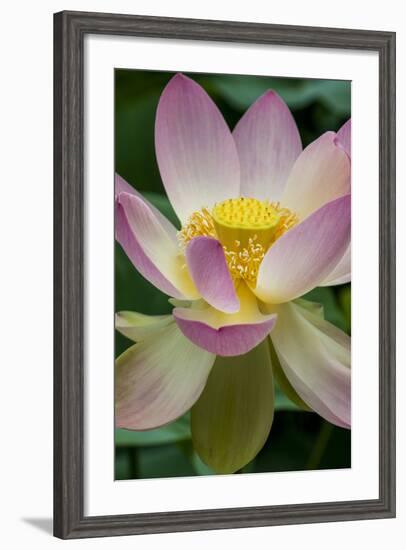 USA, California, Central Coast, Santa Barbara, Lotus Bloom-Alison Jones-Framed Photographic Print