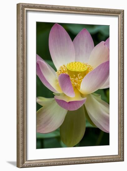 USA, California, Central Coast, Santa Barbara, Lotus Bloom-Alison Jones-Framed Photographic Print