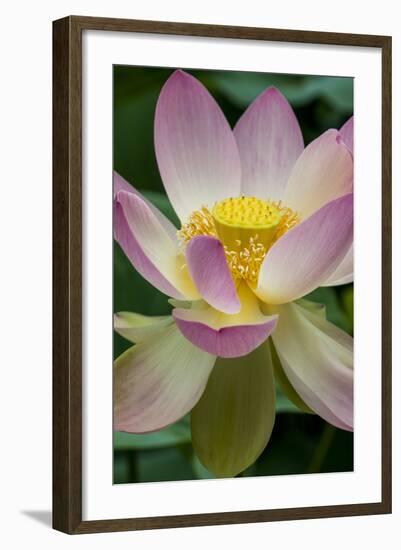 USA, California, Central Coast, Santa Barbara, Lotus Bloom-Alison Jones-Framed Photographic Print