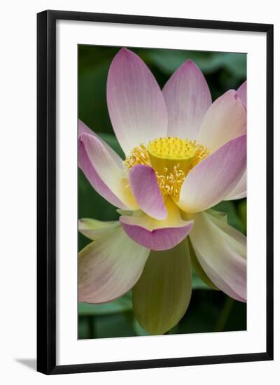 USA, California, Central Coast, Santa Barbara, Lotus Bloom-Alison Jones-Framed Photographic Print