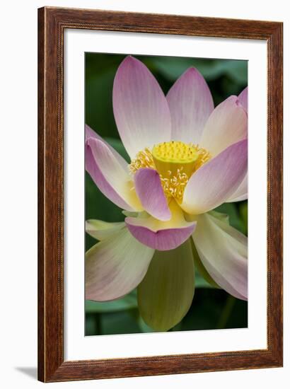 USA, California, Central Coast, Santa Barbara, Lotus Bloom-Alison Jones-Framed Photographic Print