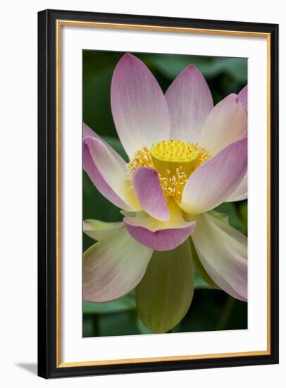USA, California, Central Coast, Santa Barbara, Lotus Bloom-Alison Jones-Framed Photographic Print