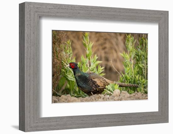 USA, California, Central Valley, European Ring-Necked Pheasant-Alison Jones-Framed Photographic Print