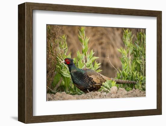 USA, California, Central Valley, European Ring-Necked Pheasant-Alison Jones-Framed Photographic Print