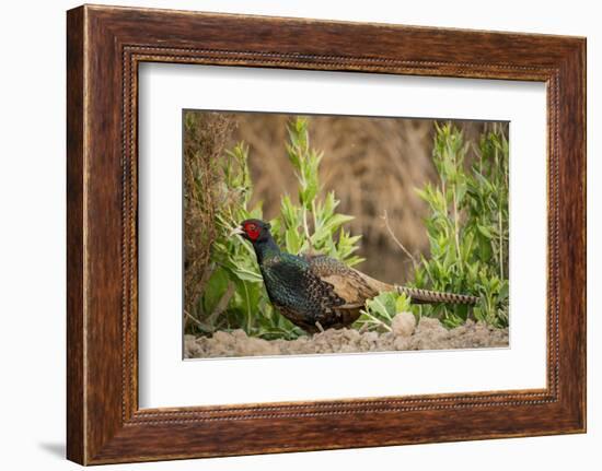 USA, California, Central Valley, European Ring-Necked Pheasant-Alison Jones-Framed Photographic Print