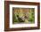 USA, California, Central Valley, European Ring-Necked Pheasant-Alison Jones-Framed Photographic Print