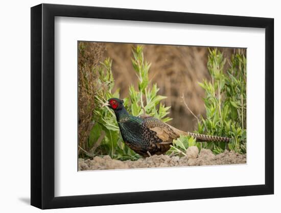 USA, California, Central Valley, European Ring-Necked Pheasant-Alison Jones-Framed Photographic Print