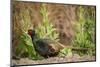 USA, California, Central Valley, European Ring-Necked Pheasant-Alison Jones-Mounted Photographic Print