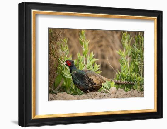 USA, California, Central Valley, European Ring-Necked Pheasant-Alison Jones-Framed Photographic Print