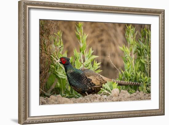 USA, California, Central Valley, European Ring-Necked Pheasant-Alison Jones-Framed Photographic Print