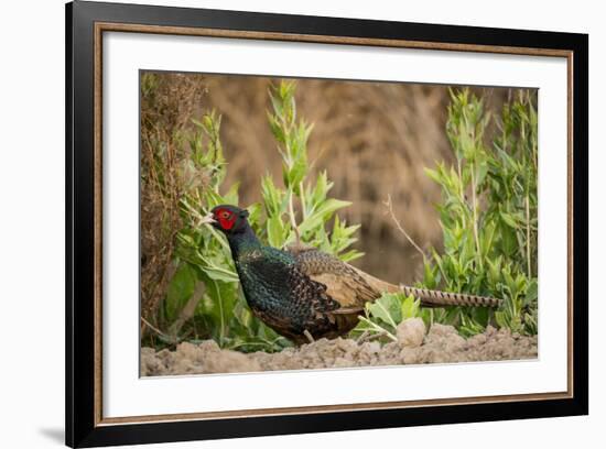 USA, California, Central Valley, European Ring-Necked Pheasant-Alison Jones-Framed Photographic Print