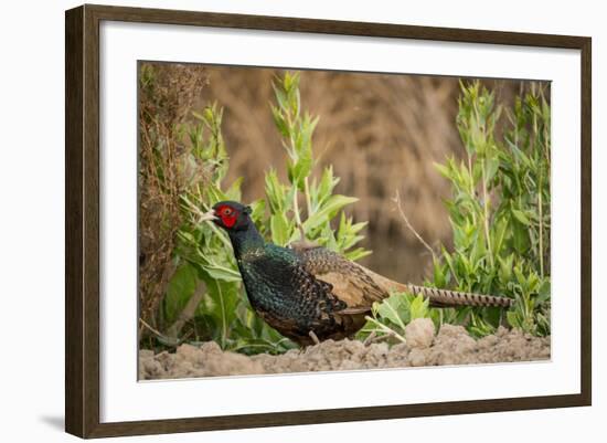 USA, California, Central Valley, European Ring-Necked Pheasant-Alison Jones-Framed Photographic Print