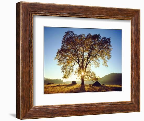 USA, California, Cleveland National Forest. Black Oak Trees in Fall-Jaynes Gallery-Framed Photographic Print