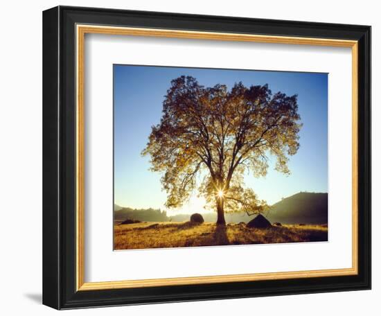 USA, California, Cleveland National Forest. Black Oak Trees in Fall-Jaynes Gallery-Framed Photographic Print