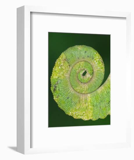 USA, California. Close-up of tail of Jackson's chameleon.-Jaynes Gallery-Framed Photographic Print