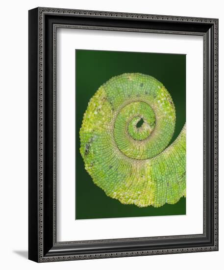 USA, California. Close-up of tail of Jackson's chameleon.-Jaynes Gallery-Framed Photographic Print