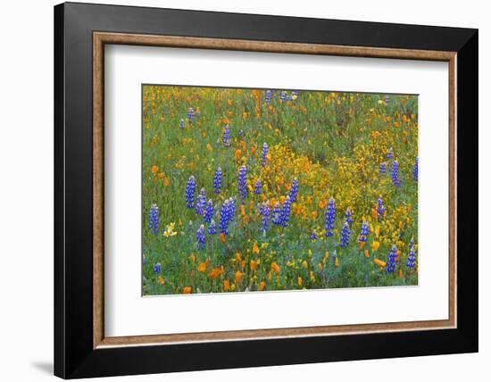 USA, California, Coast Range Mountains, Lush Spring Bloom of California Poppy-John Barger-Framed Photographic Print