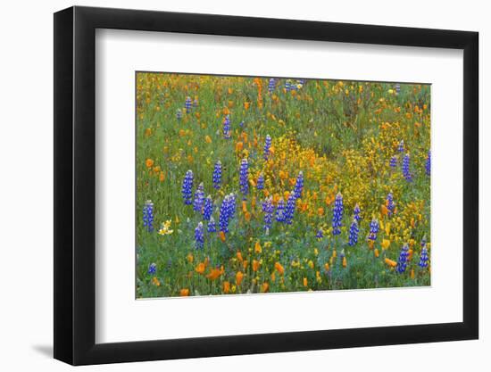 USA, California, Coast Range Mountains, Lush Spring Bloom of California Poppy-John Barger-Framed Photographic Print