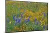 USA, California, Coast Range Mountains, Lush Spring Bloom of California Poppy-John Barger-Mounted Photographic Print