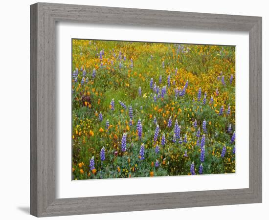 USA, California, Coast Range Mountains, Lush Spring Bloom of Douglas Lupine-John Barger-Framed Photographic Print